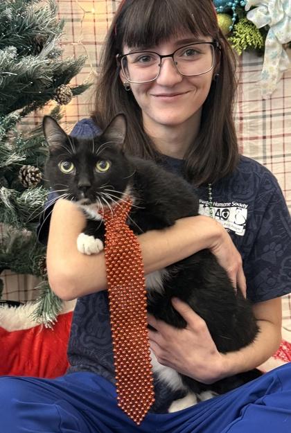 Oliver, Adoptable, Senior Male Domestic Short Hair & Domestic Short Hair.