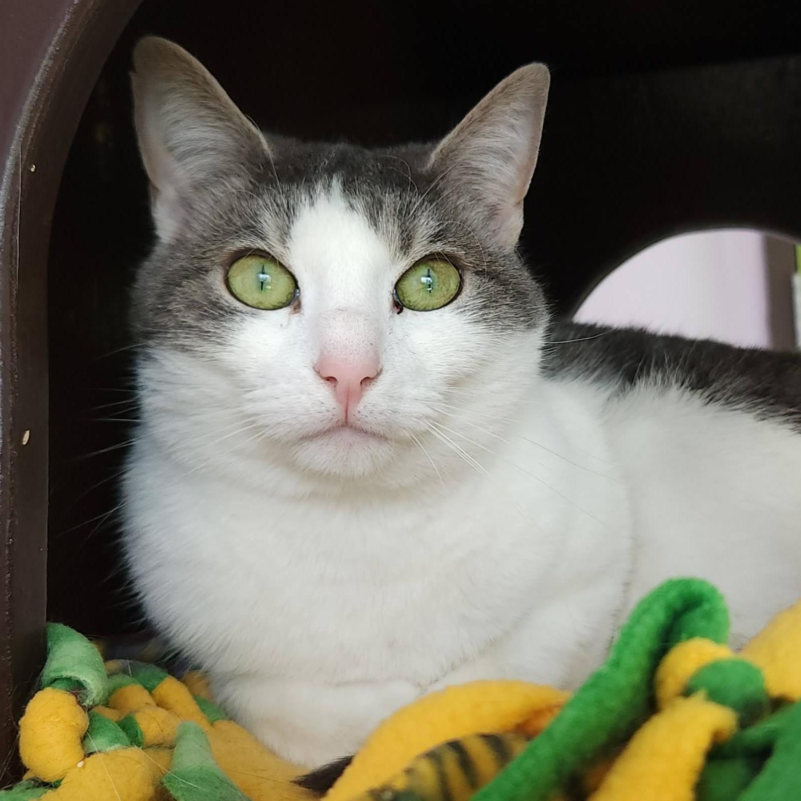 Enlarge Annabelle, an adoptable Domestic Short Hair in Marshfield, WI image 3/4