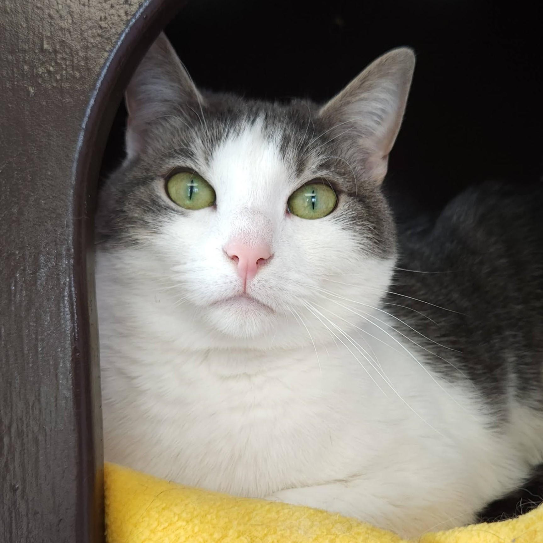 Enlarge Annabelle, an adoptable Domestic Short Hair in Marshfield, WI image 1/4