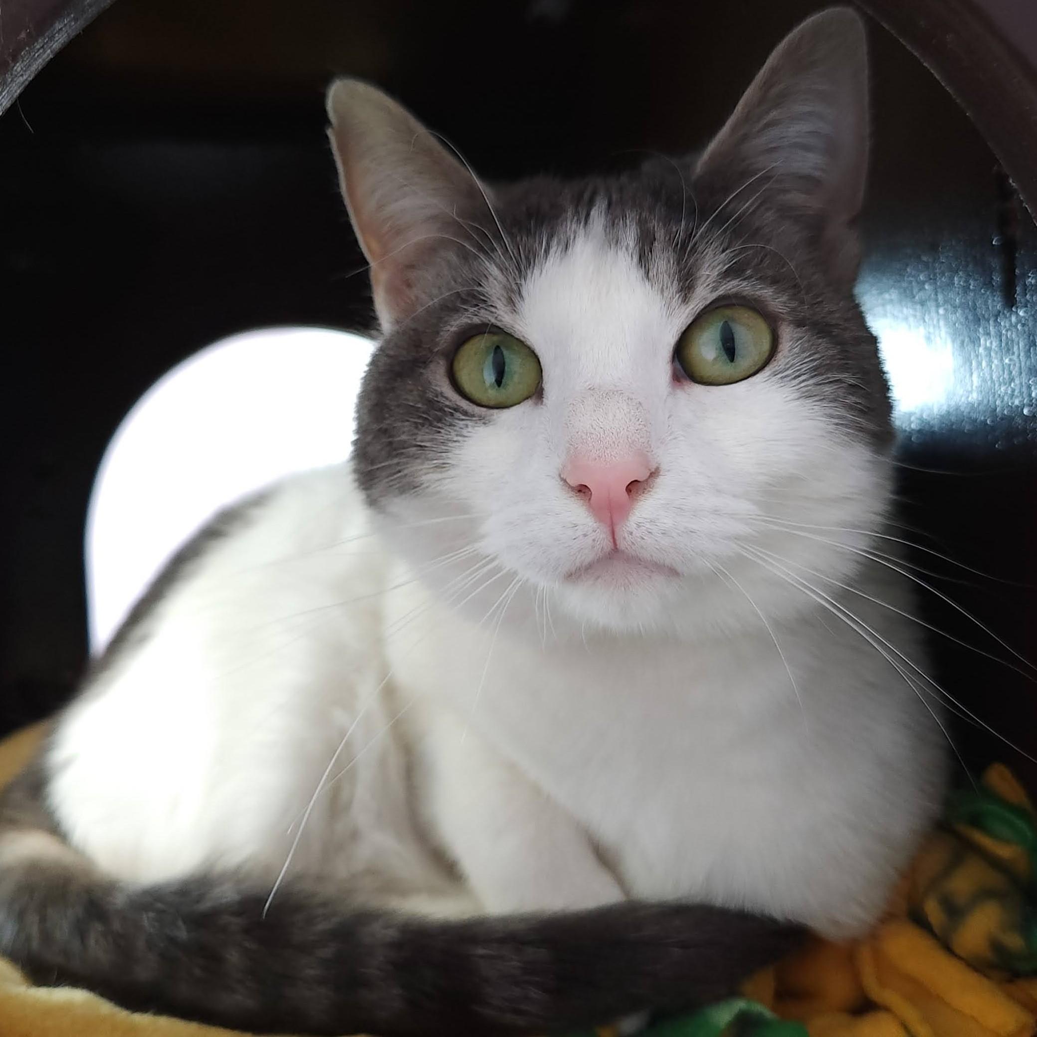 Enlarge Annabelle, an adoptable Domestic Short Hair in Marshfield, WI image 2/4