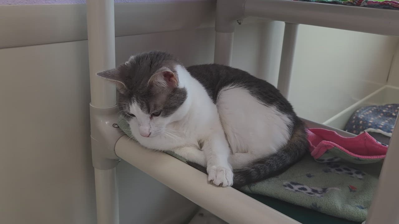 Enlarge Annabelle, an adoptable Domestic Short Hair in Marshfield, WI video 4/4