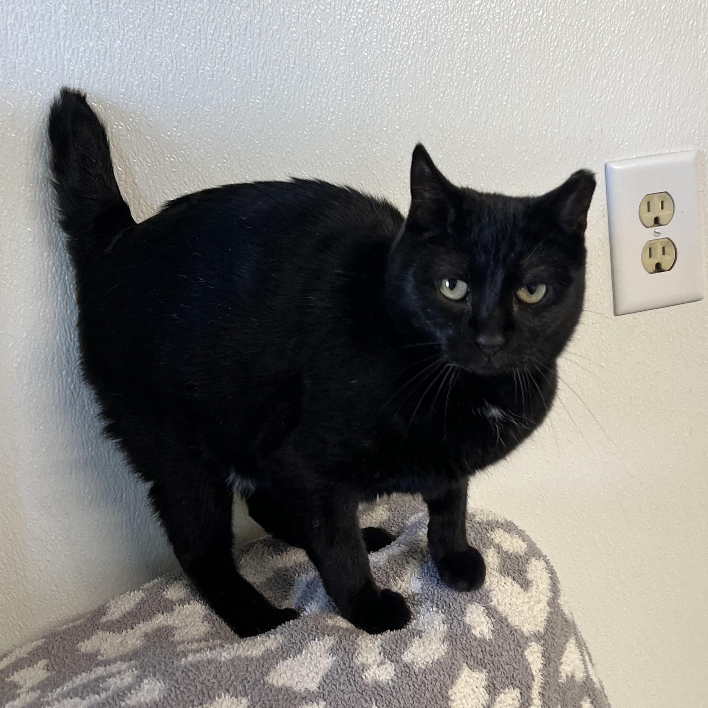 Pearl, Adoptable, Young Female Domestic Short Hair.