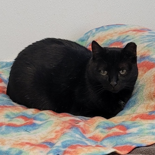 Pearl, a Adoptable mixed breed in Spencer, IA image 1/3