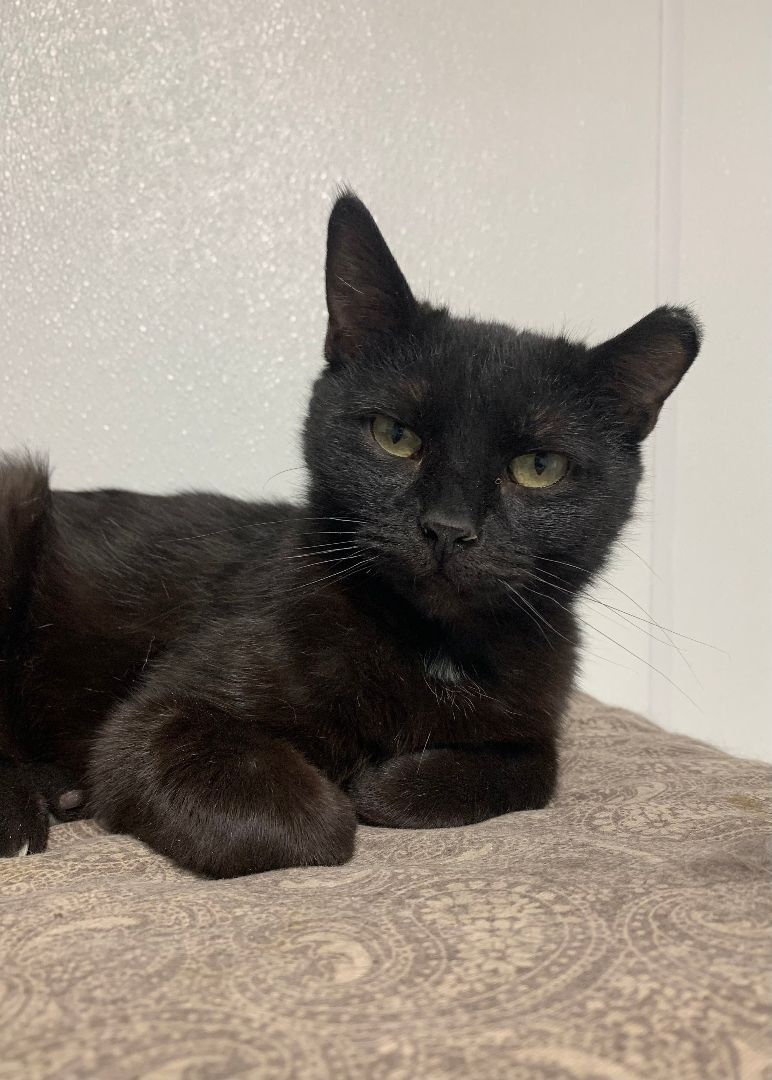 Pearl, a Adoptable mixed breed in Spencer, IA image 3/3