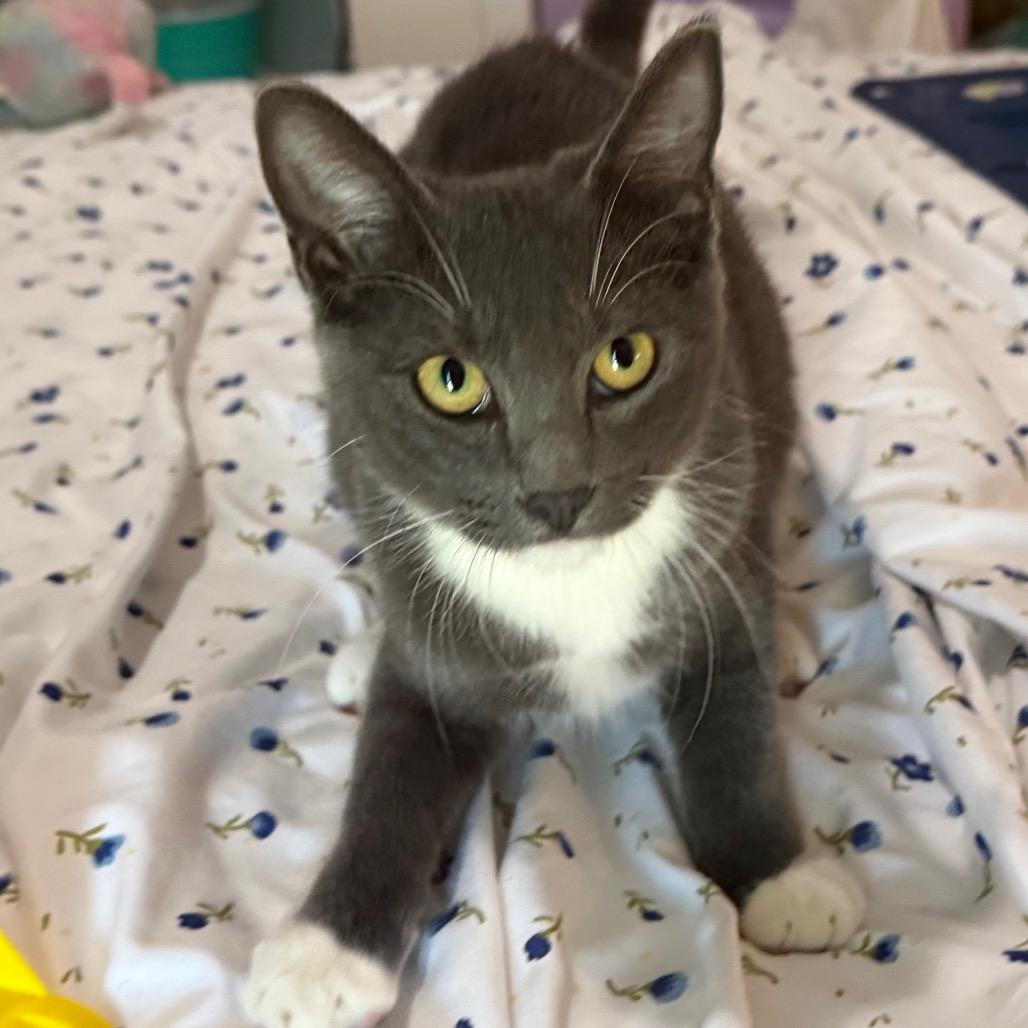 Sox, Adoptable, Kitten Female Domestic Short Hair.