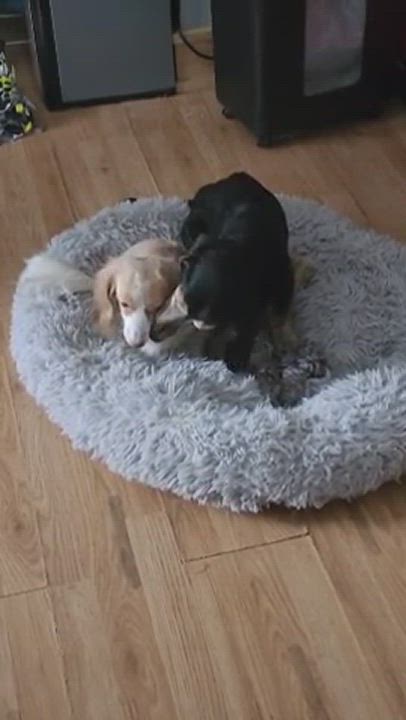 Enlarge D.O.G., a Adopted Dachshund in Des Moines, IA video 5/8