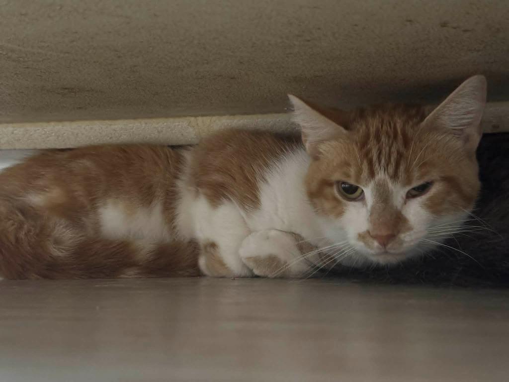 Oscar The Grouch, Adoptable, Young Male Domestic Short Hair.