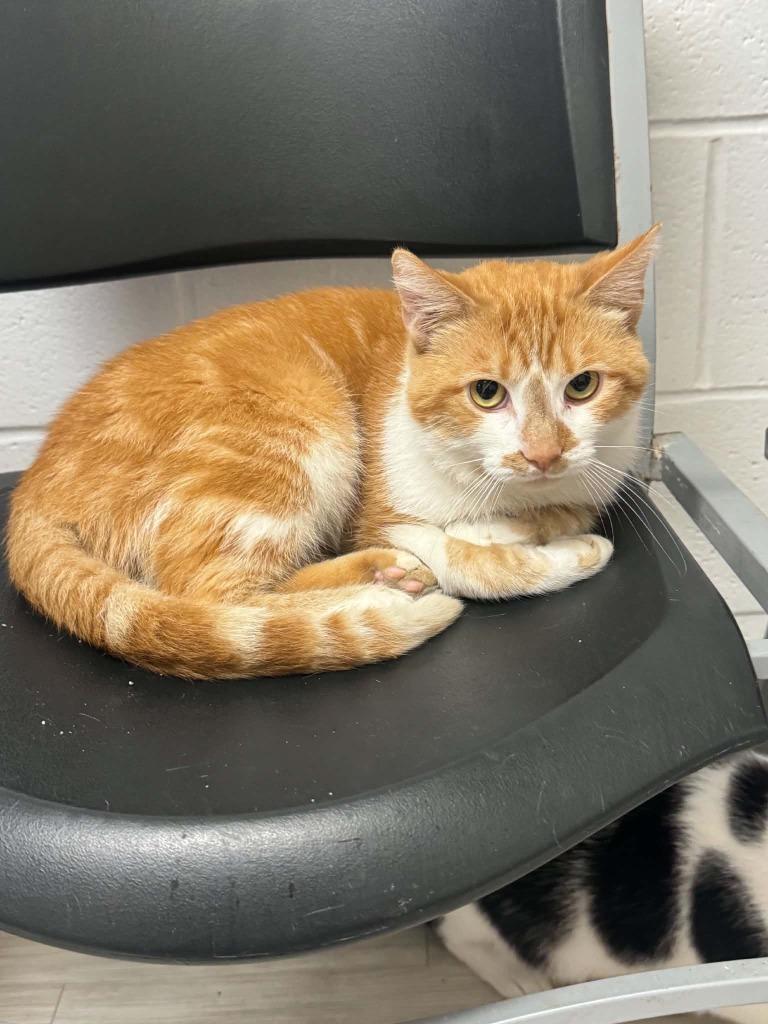 Enlarge Oscar The Grouch, a Adoptable mixed breed in Marion, OH image 2/2