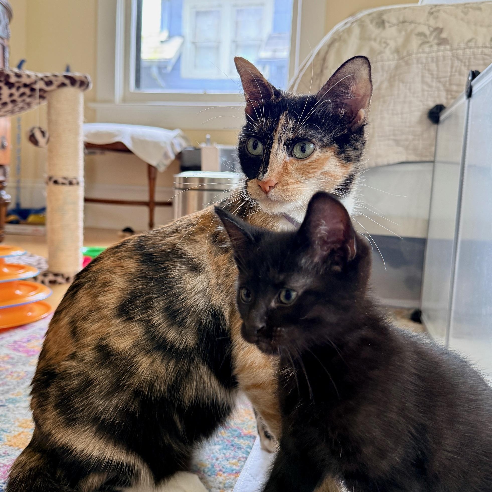 Enlarge Valentina, an adopted Domestic Short Hair in Portland, OR image 5/6