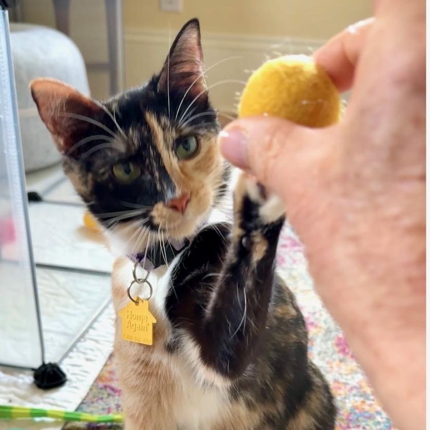 Enlarge Valentina, an adopted Domestic Short Hair in Portland, OR image 3/6