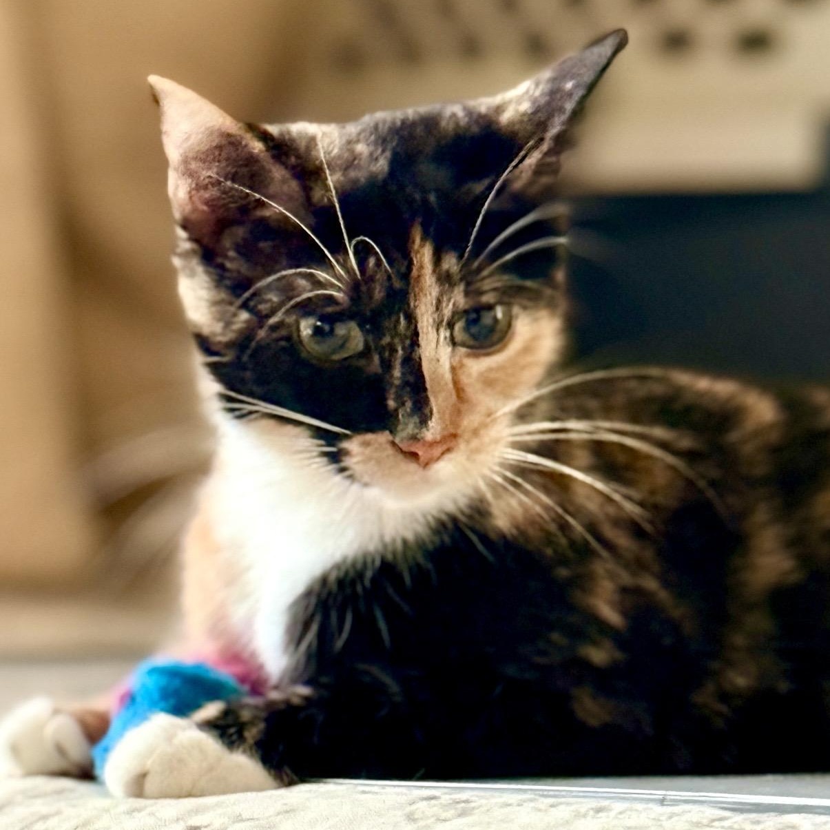 Valentina, adopted, Young Female Domestic Short Hair.