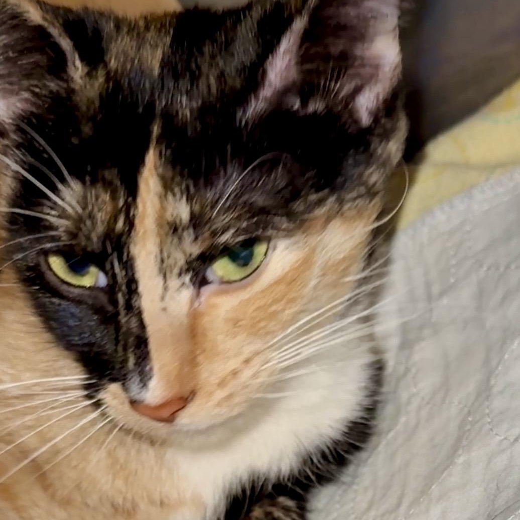 Enlarge Valentina, an adopted Domestic Short Hair in Portland, OR image 4/6