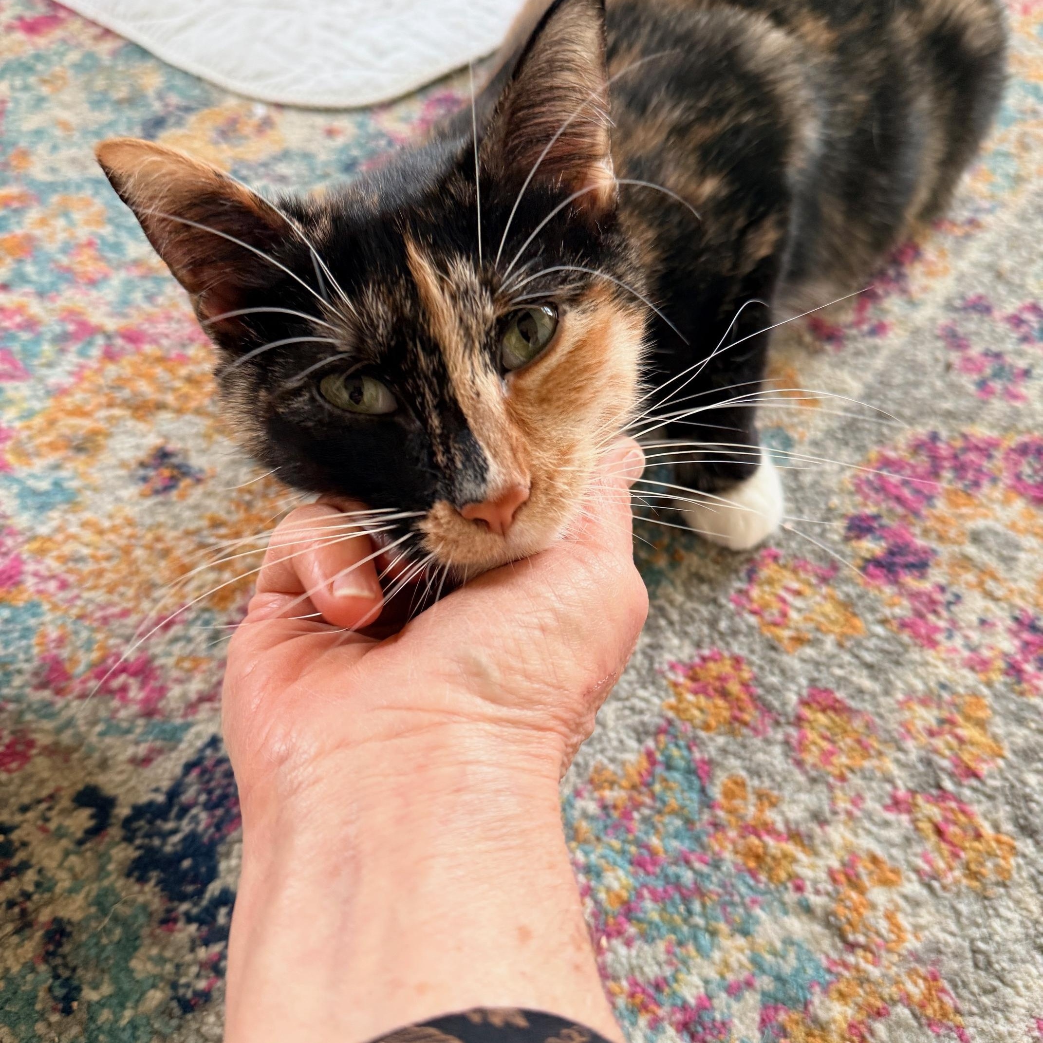 Enlarge Valentina, an adopted Domestic Short Hair in Portland, OR image 6/6