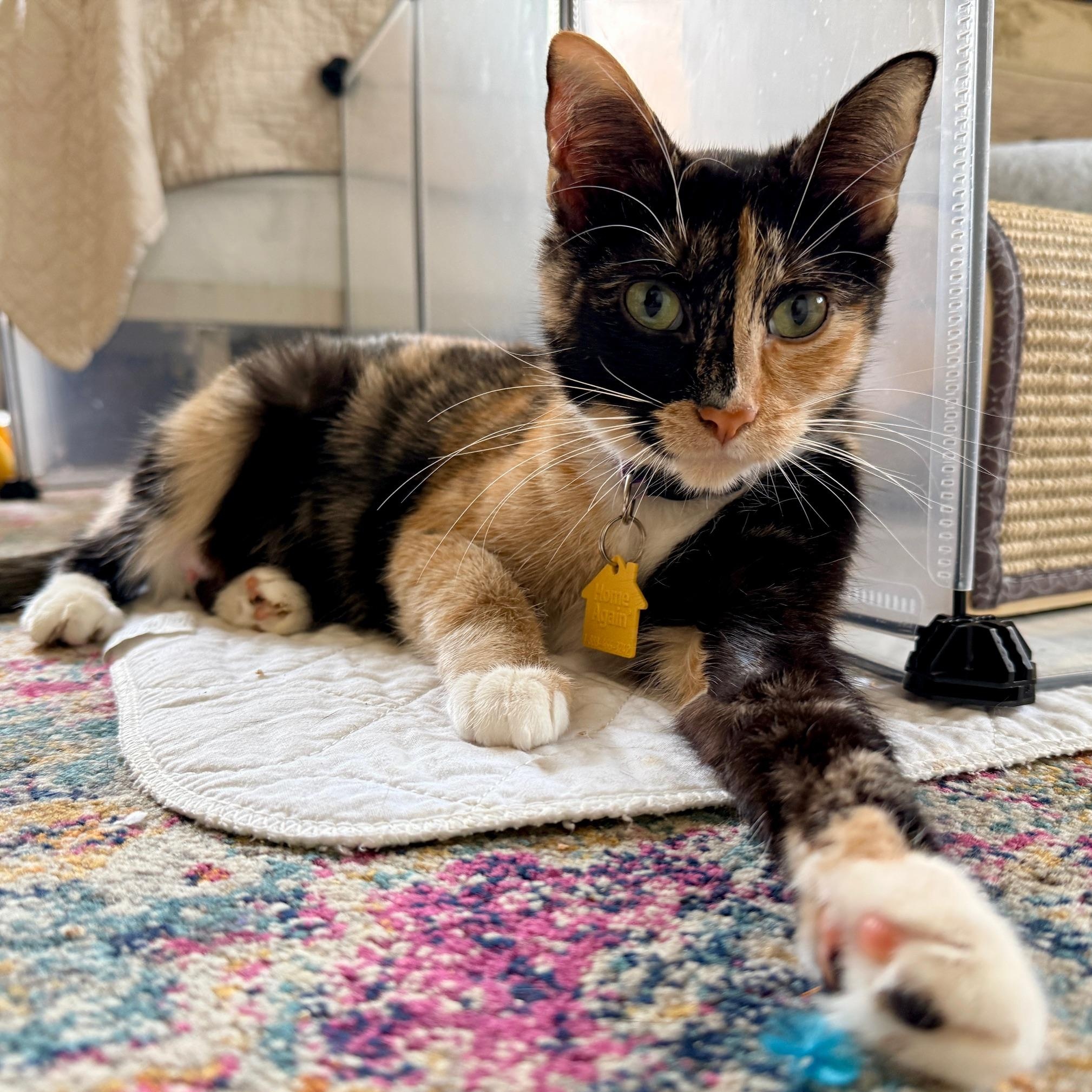 Enlarge Valentina, an adopted Domestic Short Hair in Portland, OR image 2/6