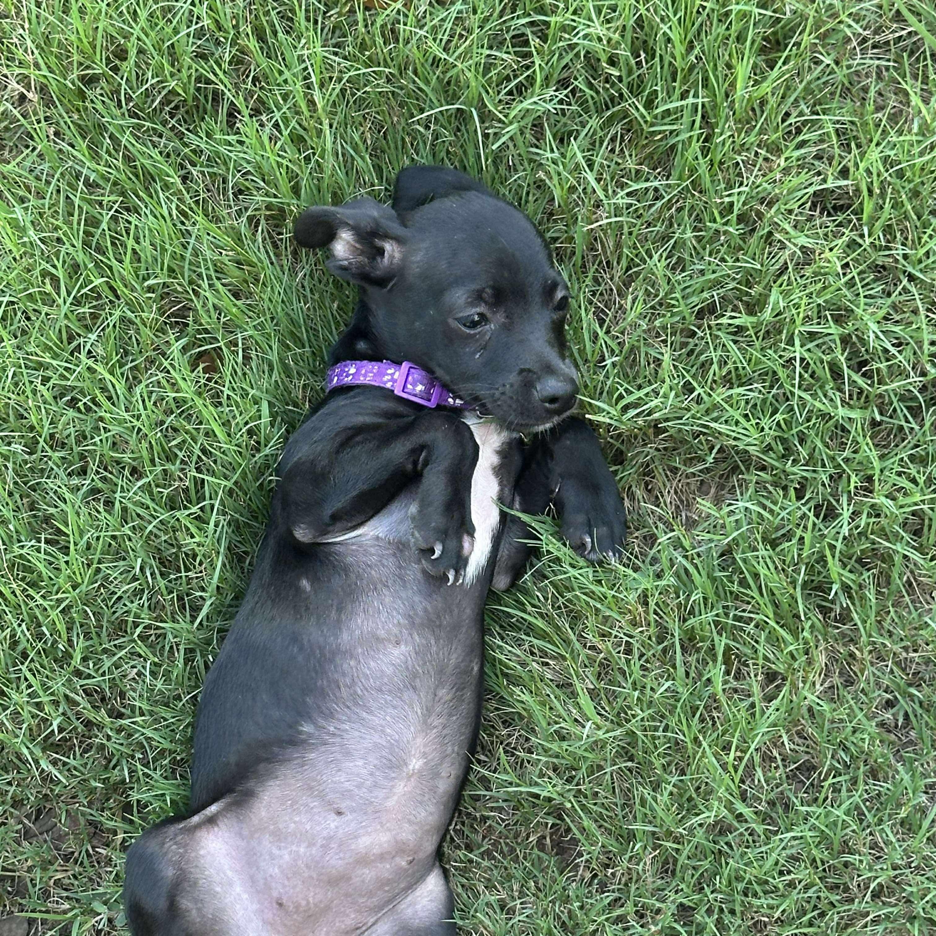 Fig, Baby Female unknown