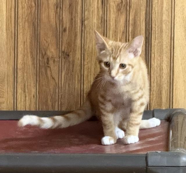 Enlarge Teddy, a Adoptable Domestic Short Hair in Kenosha, WI image 2/4