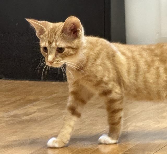 Enlarge Teddy, a Adoptable Domestic Short Hair in Kenosha, WI image 3/4