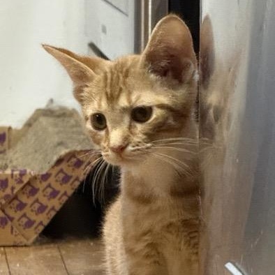 Enlarge Teddy, a Adoptable Domestic Short Hair in Kenosha, WI image 1/4