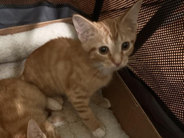 Enlarge Teddy, a Adoptable Domestic Short Hair in Kenosha, WI image 4/4