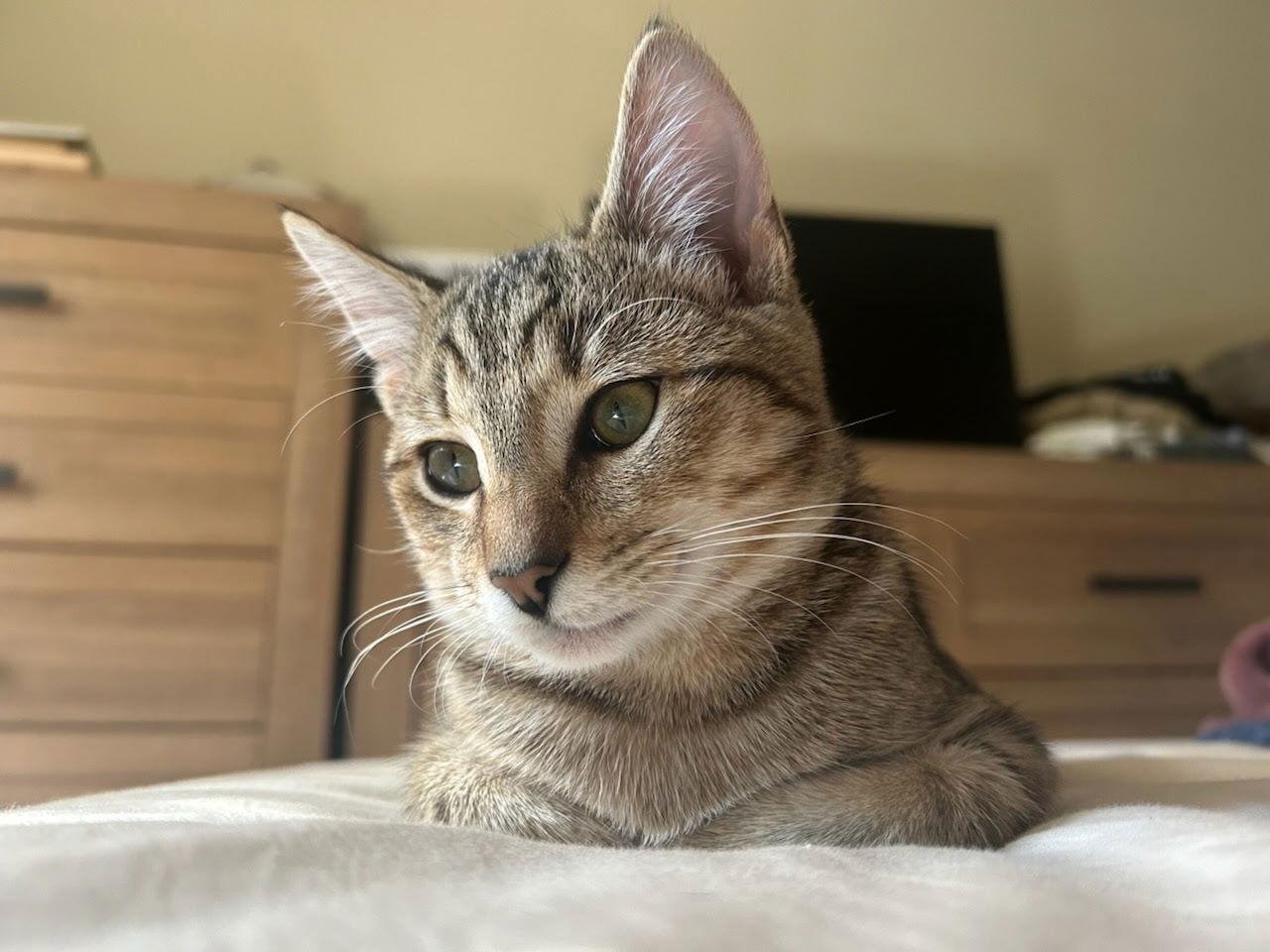 Enlarge Lynx, a Adoptable Domestic Short Hair in Ventura, CA image 1/2