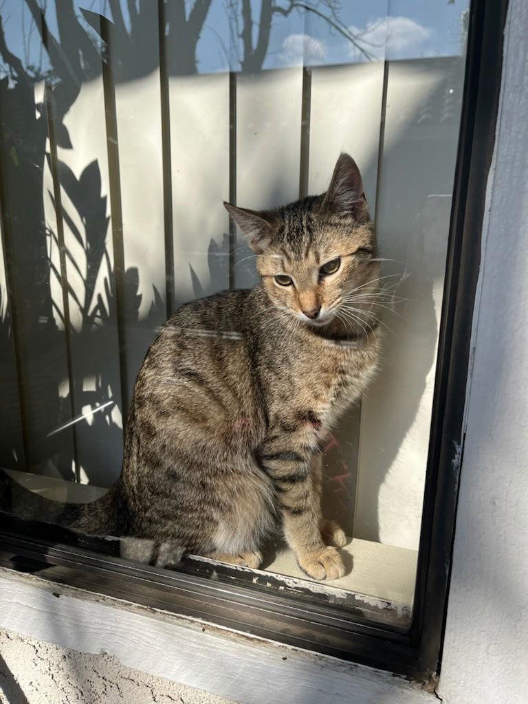 Enlarge Lynx, a Adoptable Domestic Short Hair in Ventura, CA image 2/2