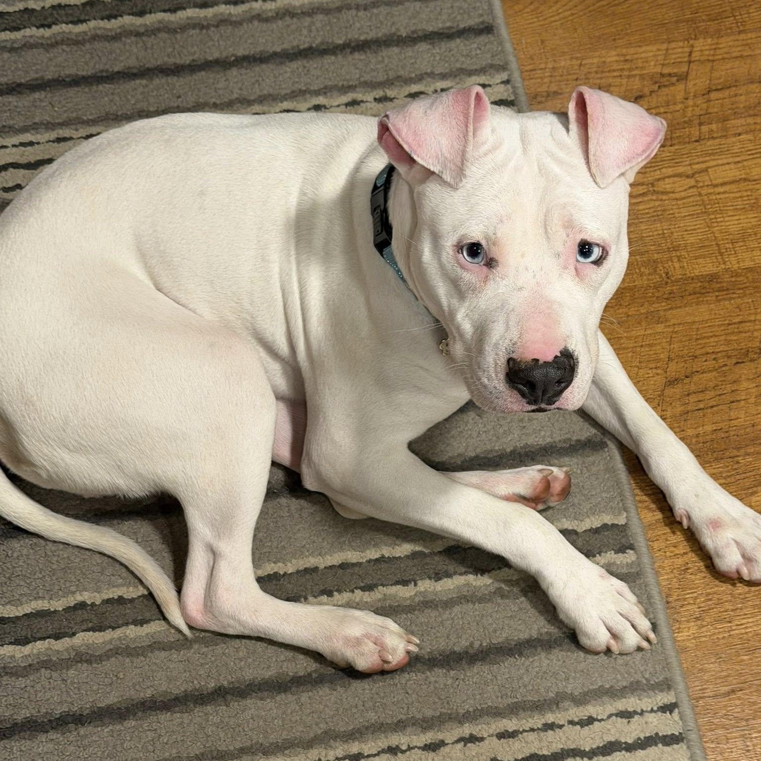 Enlarge Parkour, a Adoptable mixed breed in Grafton, OH image 1/6