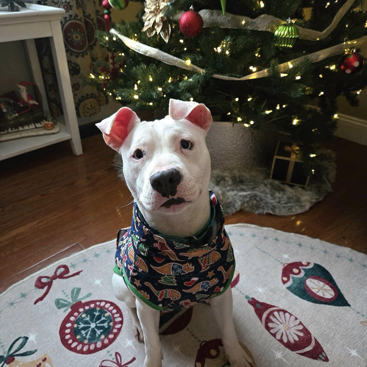 Enlarge Parkour, a Adoptable mixed breed in Grafton, OH image 2/6