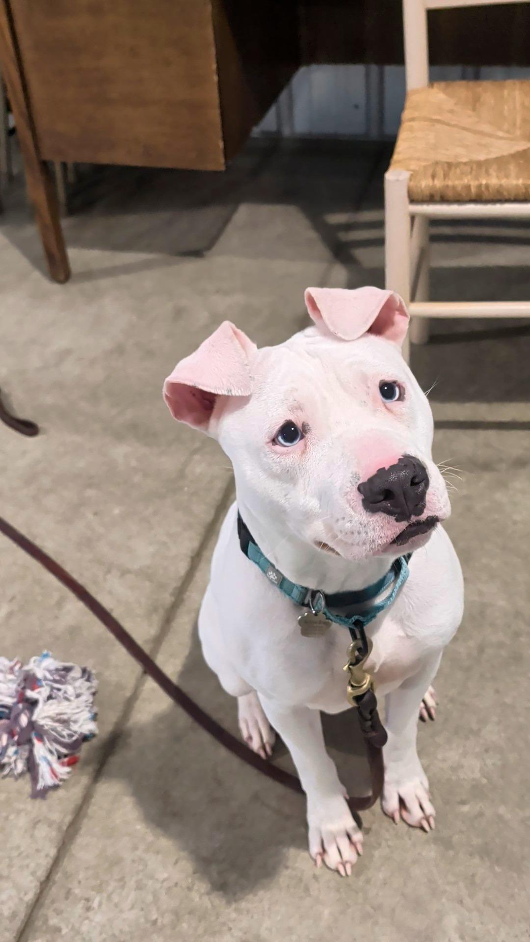 Enlarge Parkour, a Adoptable mixed breed in Grafton, OH image 3/6