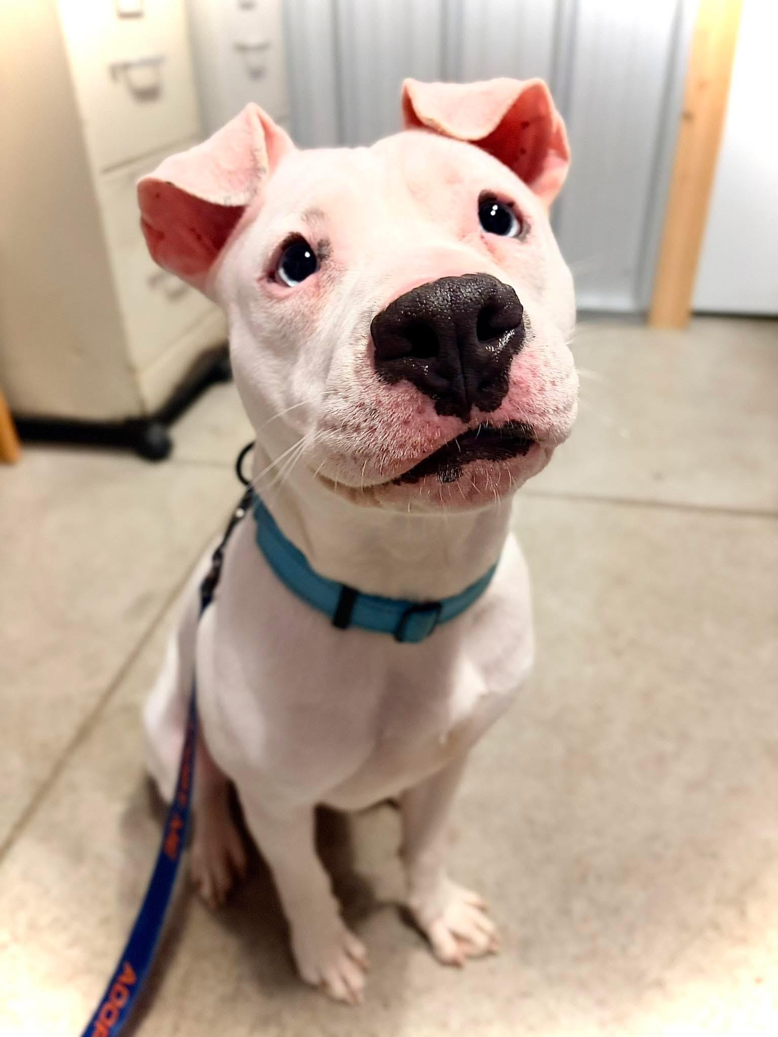 Enlarge Parkour, a Adoptable mixed breed in Grafton, OH image 4/6