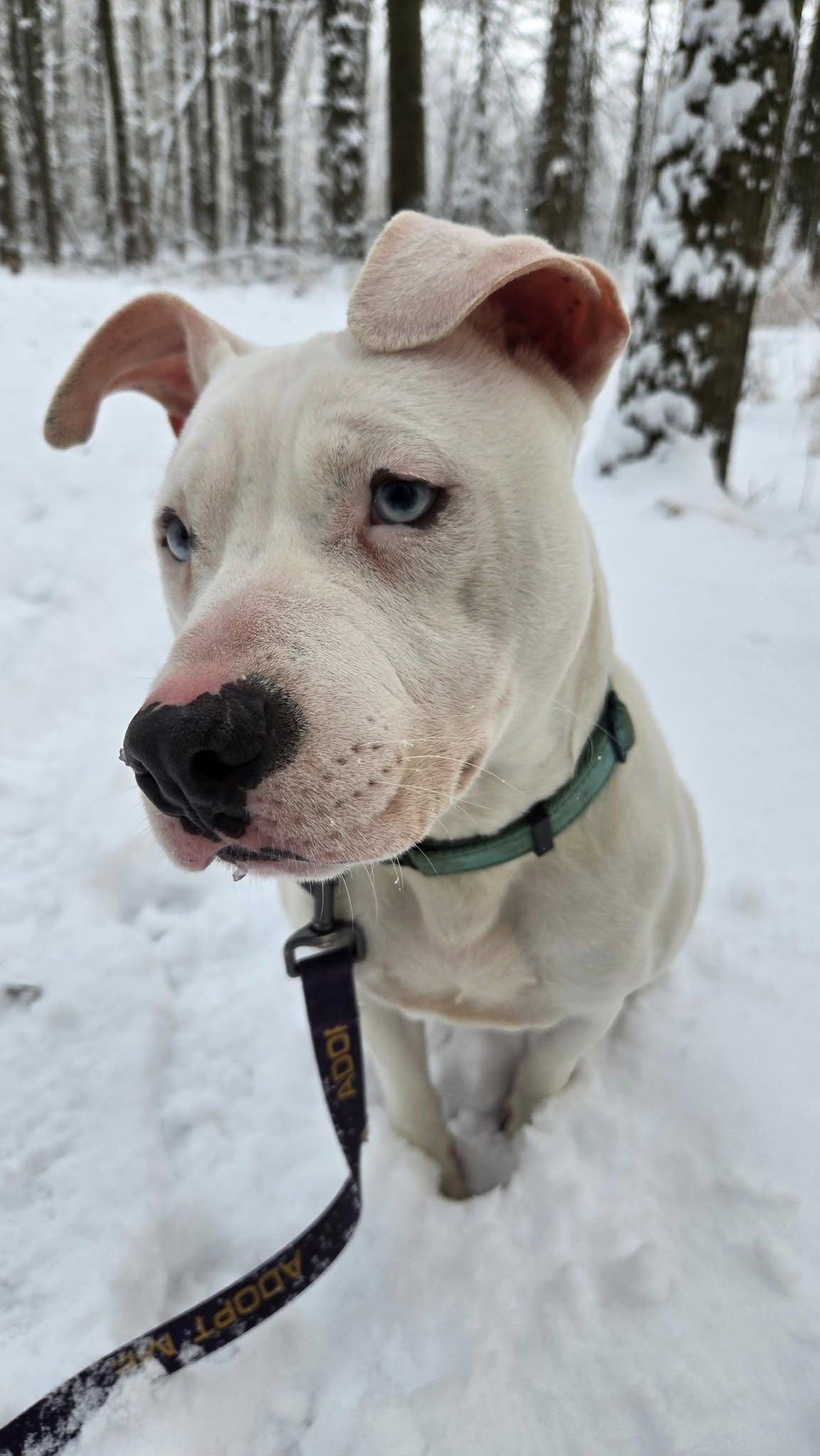 Enlarge Parkour, a Adoptable mixed breed in Grafton, OH image 5/6