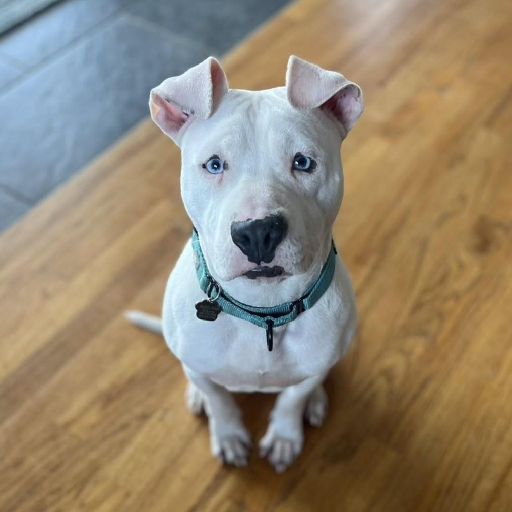 Enlarge Parkour, a Adoptable mixed breed in Grafton, OH image 6/6