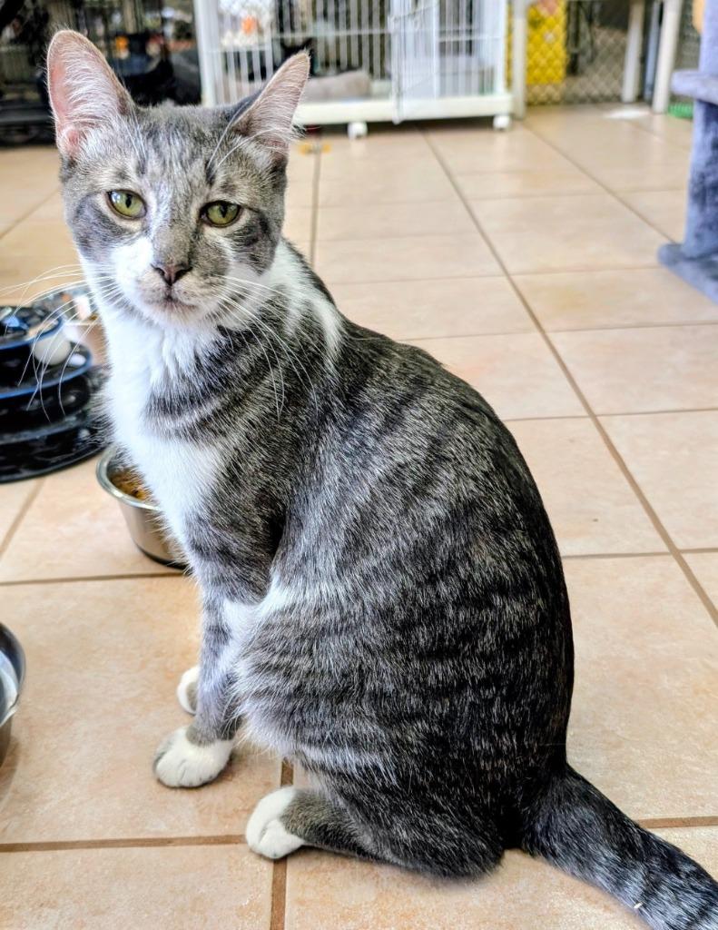 Graydon, Adoptable, Young Male Domestic Short Hair.