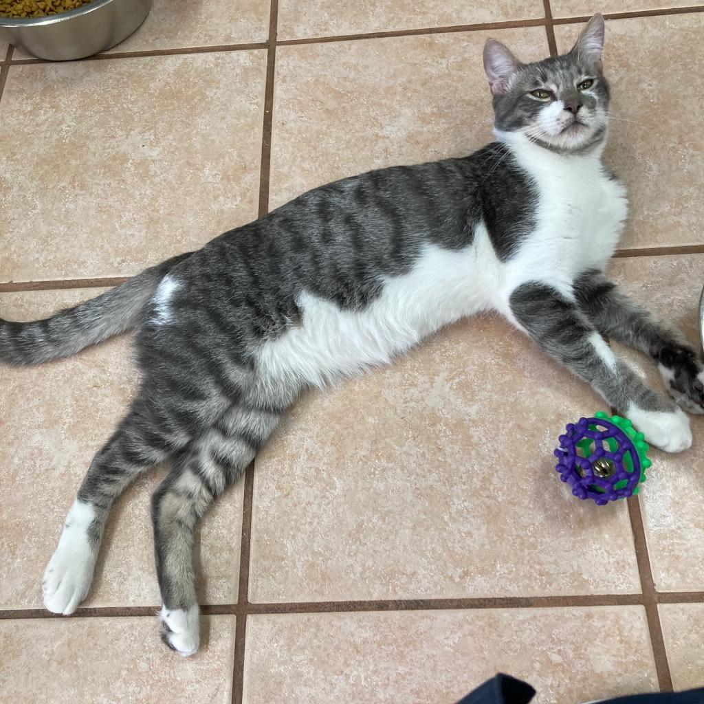 Graydon, a Adoptable mixed breed in Peoria, AZ image 2/5