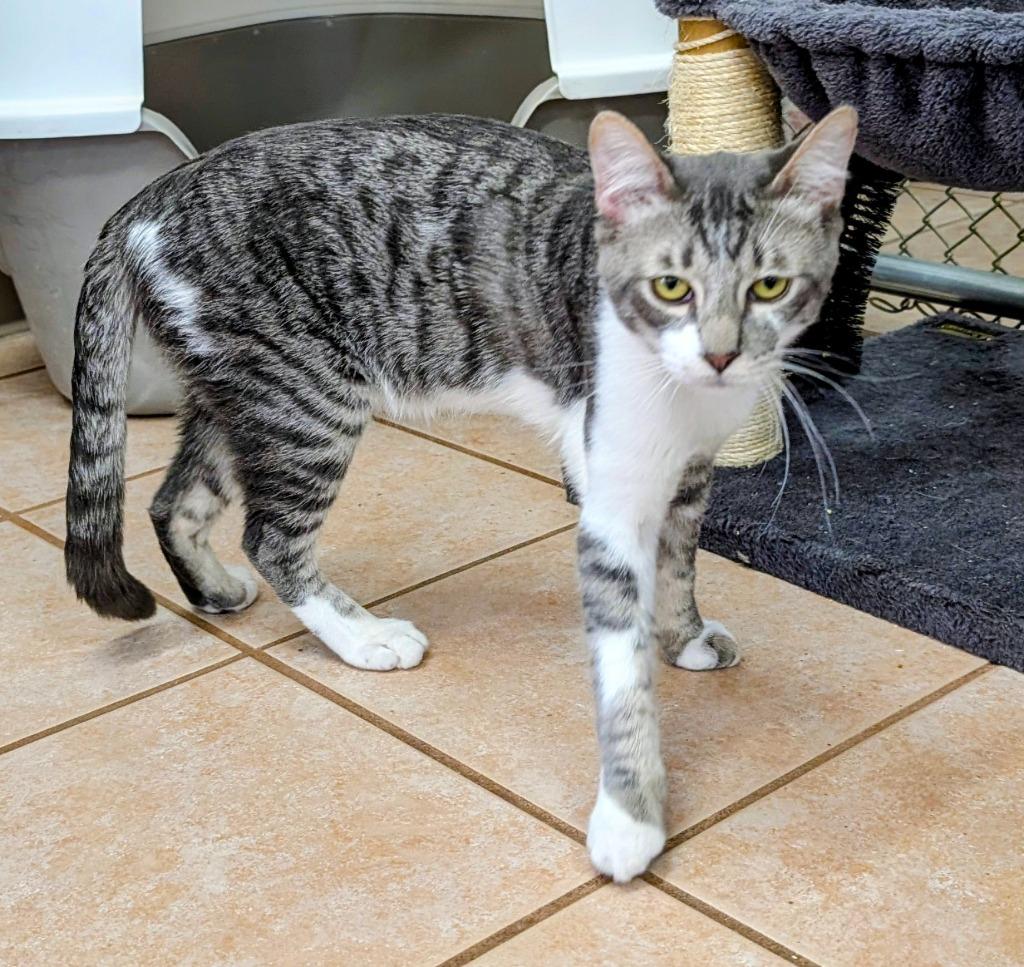 Graydon, a Adoptable mixed breed in Peoria, AZ image 3/5