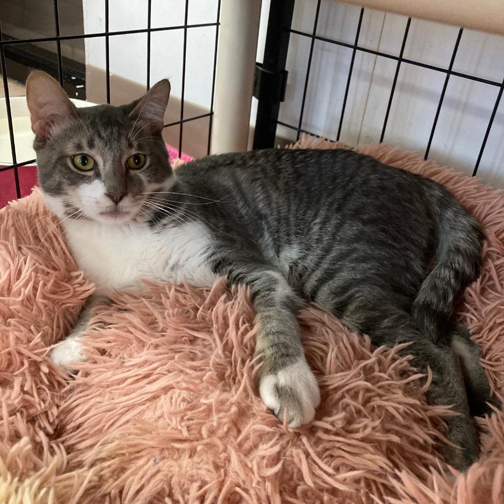 Graydon, a Adoptable mixed breed in Peoria, AZ image 4/5