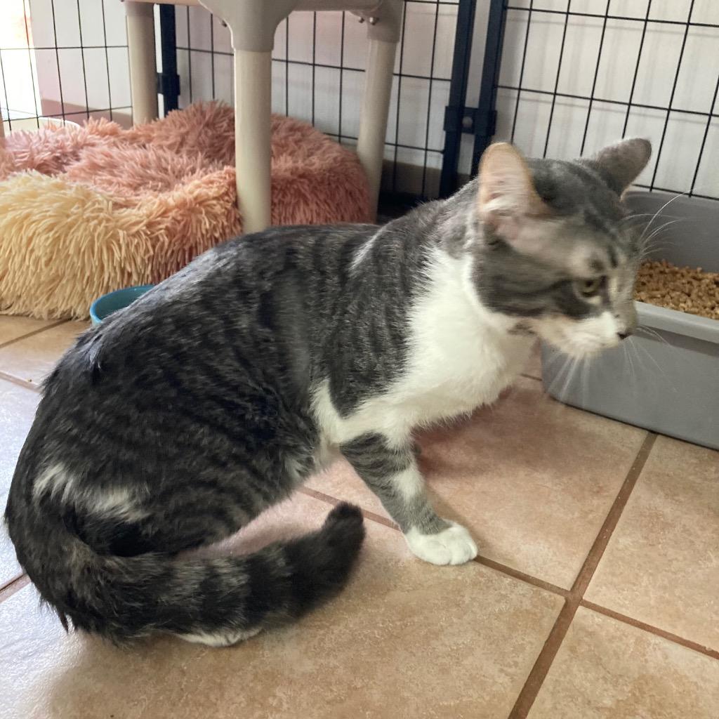 Graydon, a Adoptable mixed breed in Peoria, AZ image 5/5