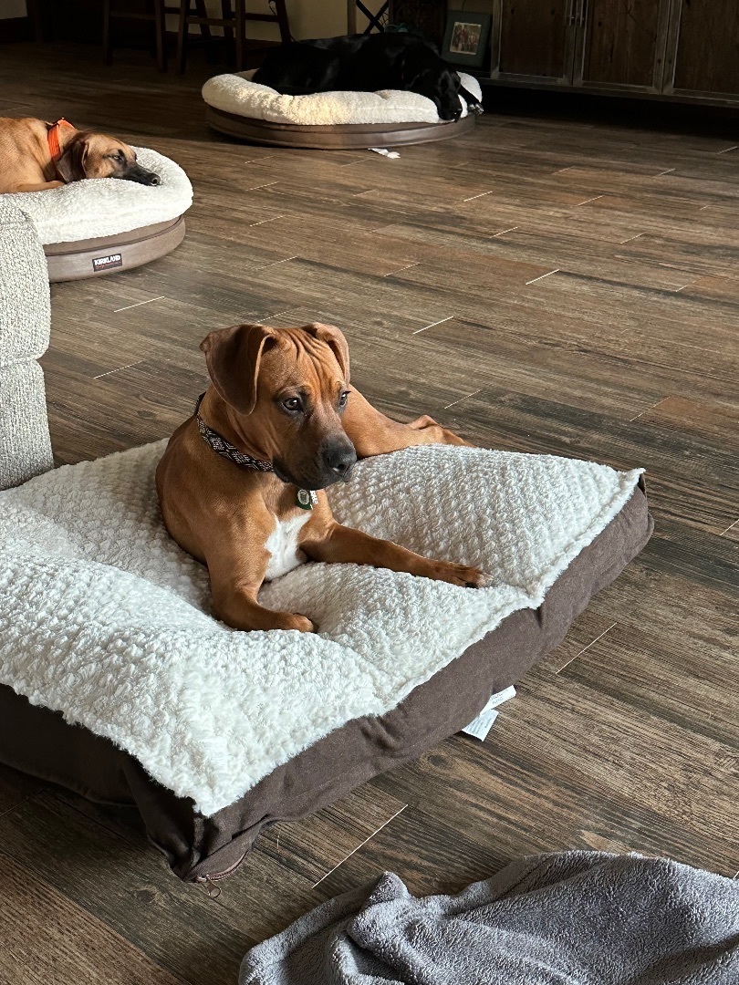 Frank, Baby Male Boxer