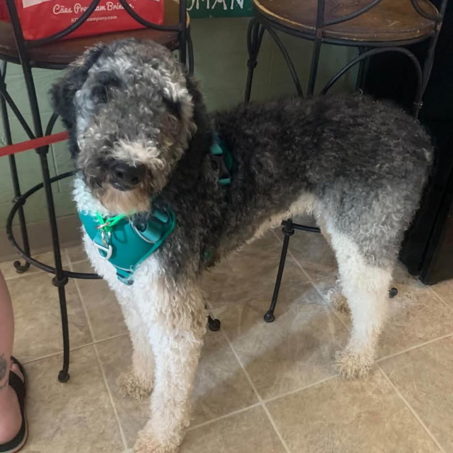 Persephone, Adopted, Adult Female Standard Poodle.