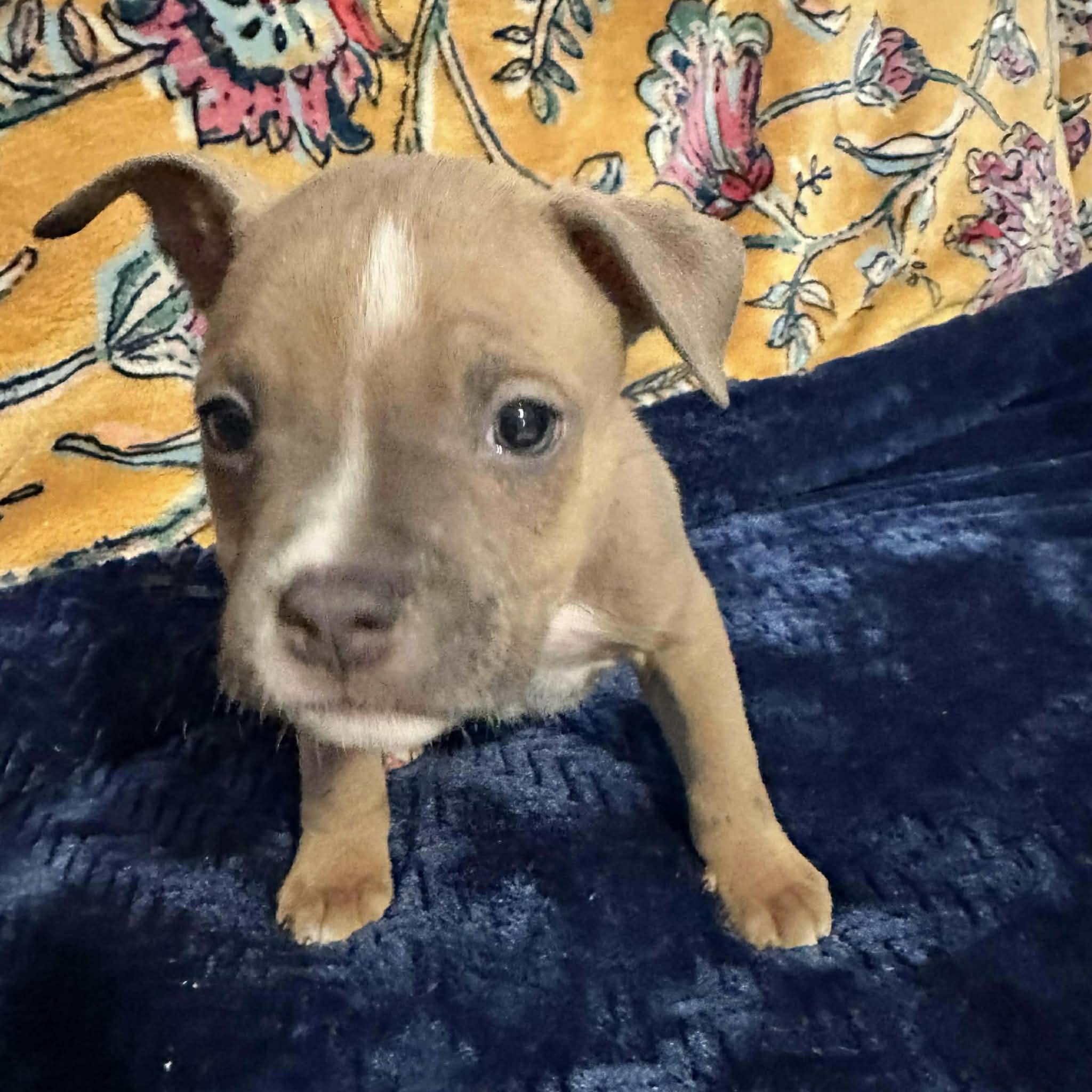 Enlarge Glacier, an adopted mixed breed in Austin, TX image 1/2