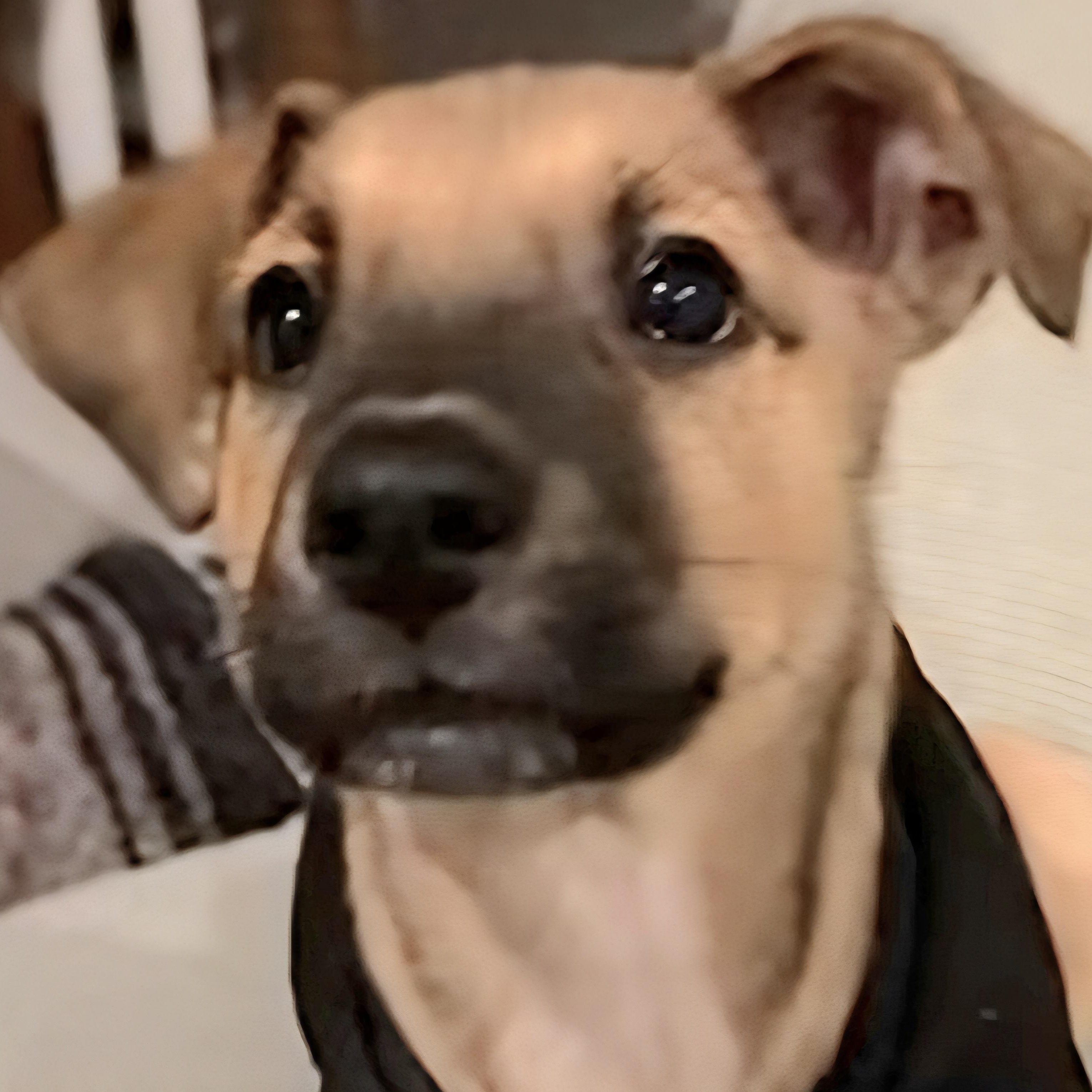 MANI (In Massachusetts)