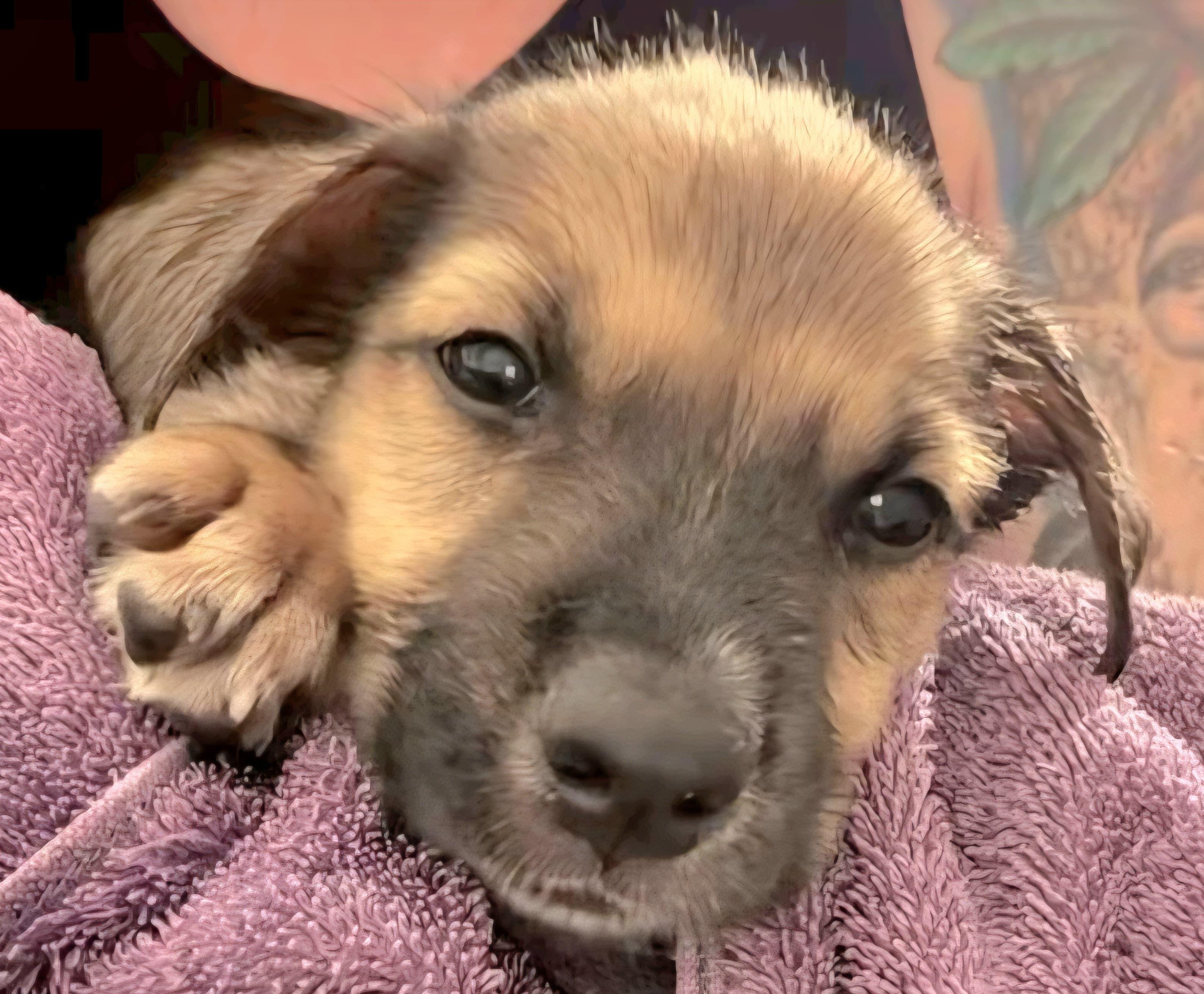 MANI (In Massachusetts)