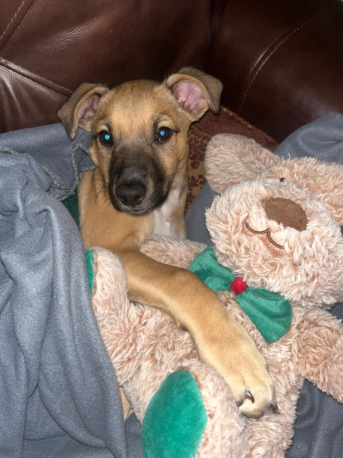 MANI (In Massachusetts)