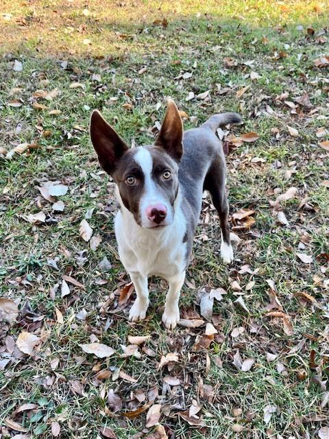 Enlarge Jingles, a Adoptable mixed breed in Mocksville, NC image 1/4