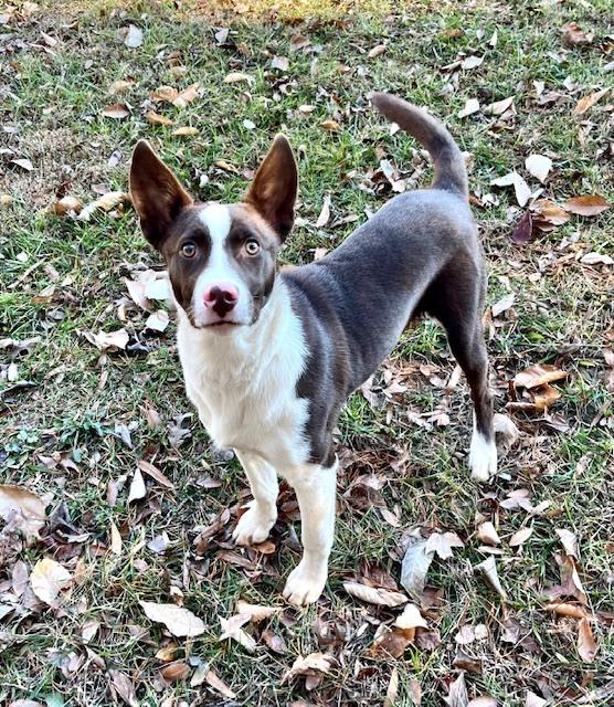 Enlarge Jingles, a Adoptable mixed breed in Mocksville, NC image 2/4