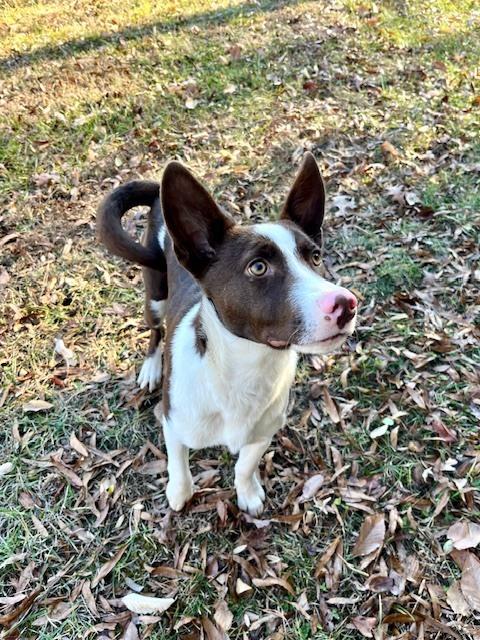 Enlarge Jingles, a Adoptable mixed breed in Mocksville, NC image 3/4