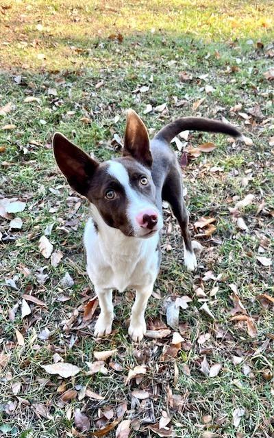 Enlarge Jingles, a Adoptable mixed breed in Mocksville, NC image 4/4