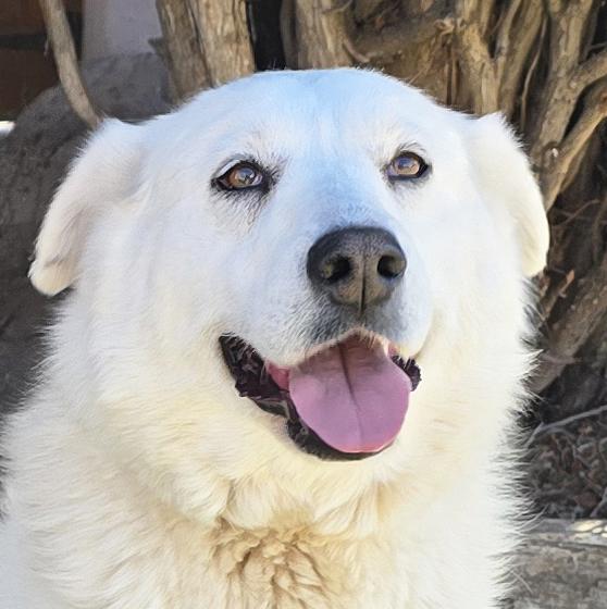 Kindhearted Ms Karema ~ LabraPyr !, Adoptable, Young Female Great Pyrenees & Labrador Retriever.
