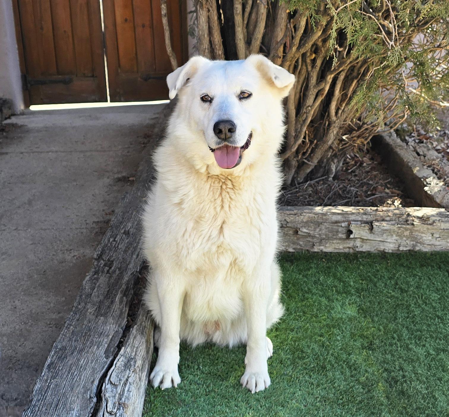 Kindhearted Ms Karema ~ LabraPyr !, a Adoptable mixed breed in Albuquerque, NM image 3/4