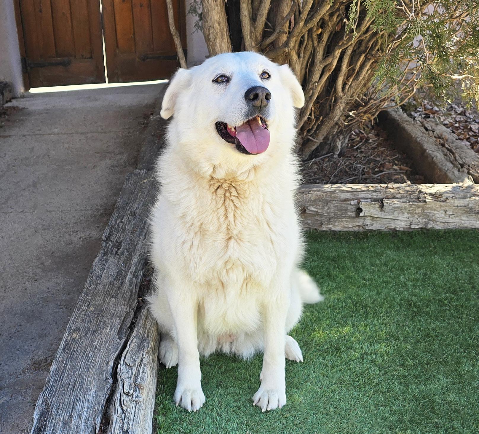 Kindhearted Ms Karema ~ LabraPyr !, a Adoptable mixed breed in Albuquerque, NM image 4/4