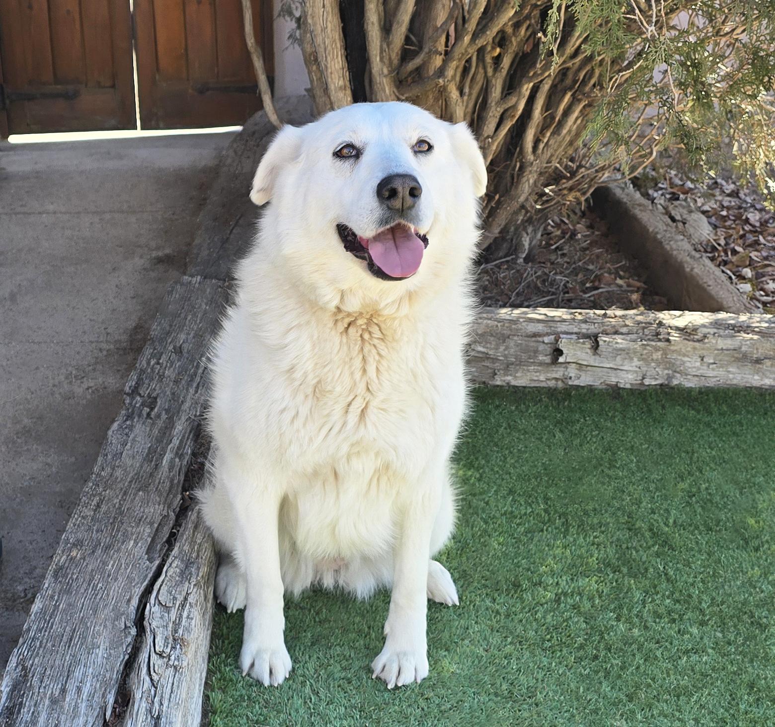 Kindhearted Ms Karema ~ LabraPyr !, a Adoptable mixed breed in Albuquerque, NM image 2/4